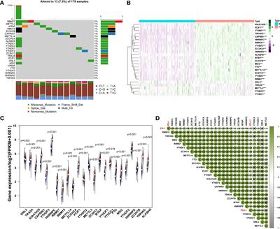 Frontiers LncRNA MALAT1 Regulates METTL3 Mediated PD L1 Expression